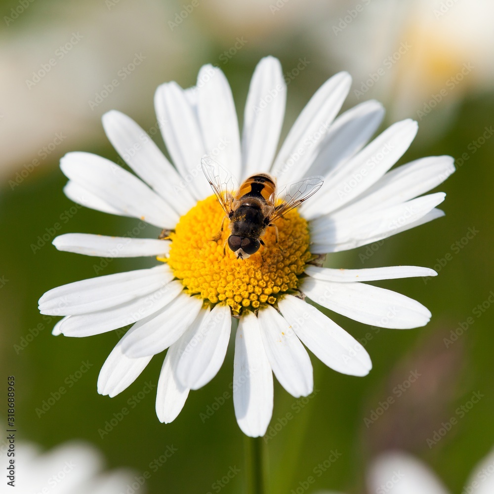 bee or honeybee on white flower of common daisy bee or honeybee on white flower of common daisy