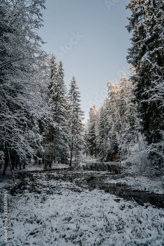 forest in winter © indars18