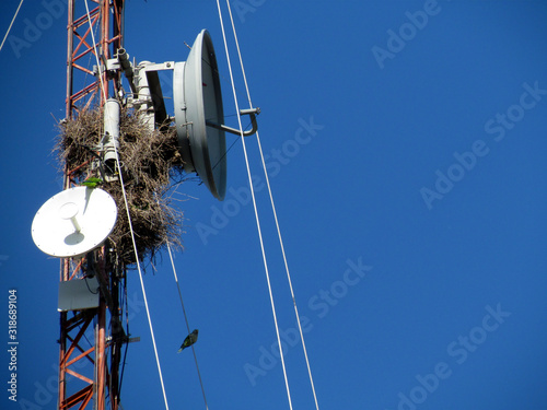Parrots made their nest in the microwave tower