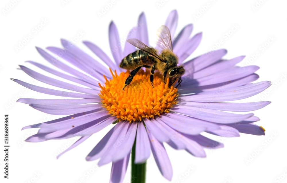 bee or honeybe on flower, isolated bee or honeybe on flower, isolated