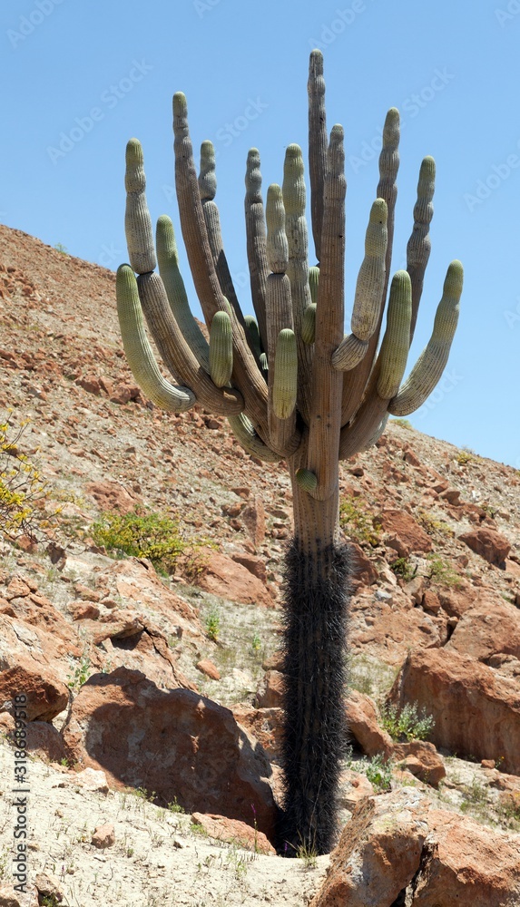 Cactus in desert landscape near Cerro Blanco, Nazca