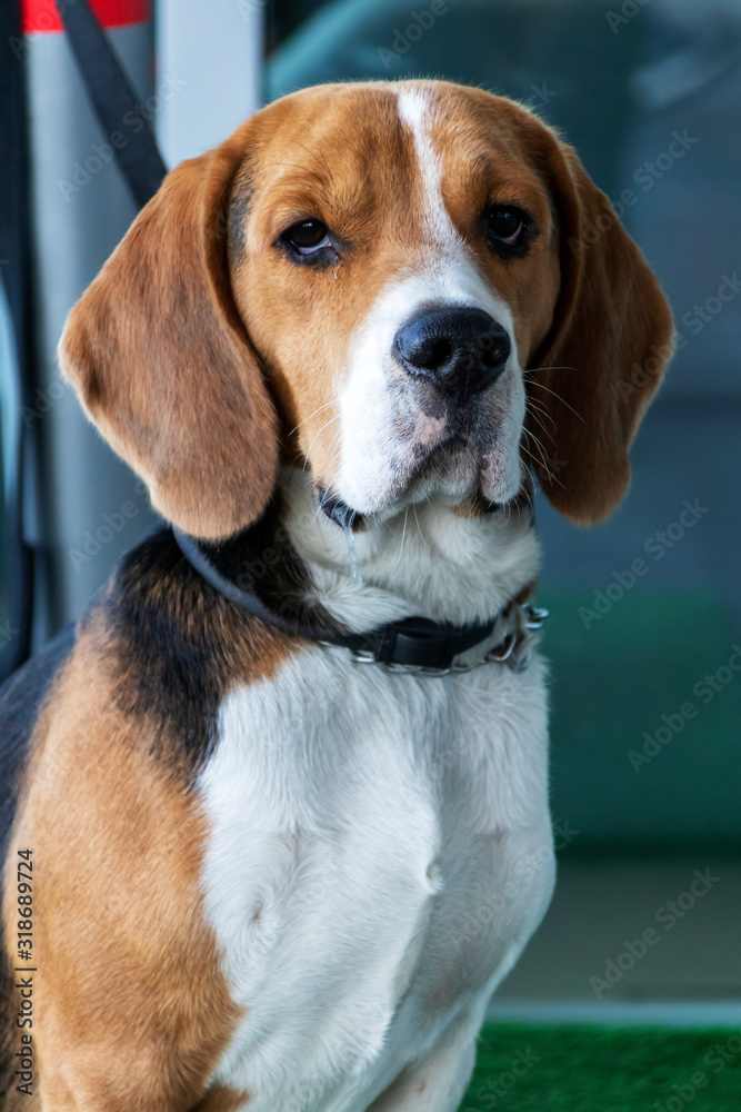 Beagle puppy portrait. Pensive dog