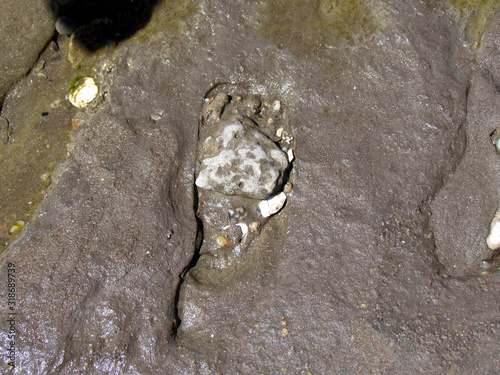 Fossilized footprints of humans over 20,000 years old