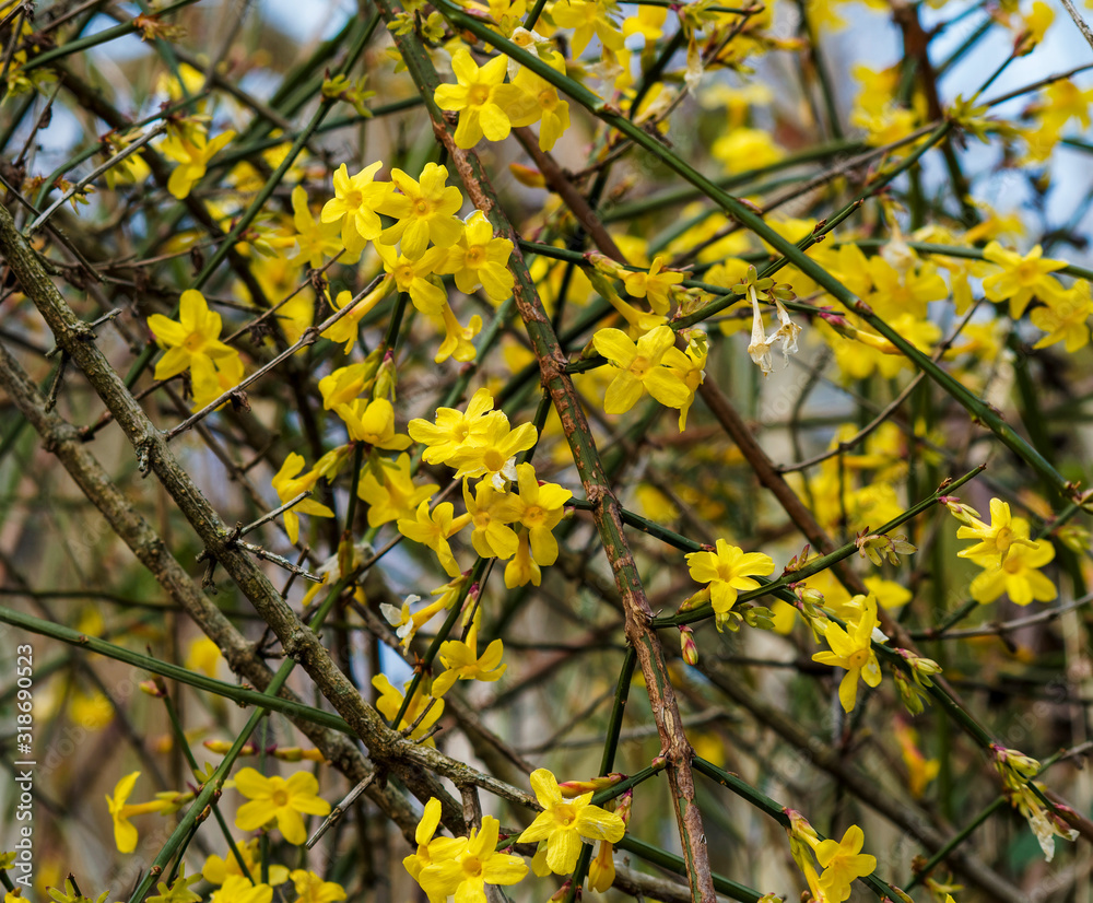 (Jasminum nudiflorum) jasmin d'hiver ou jasmin à fleurs nues aux petits corolles tubulaires jaune vif sur des rameaux nus, arquées et souples de couleur vert teinté de rouge (Jasminum nudiflorum) jasmin d'hiver ou jasmin à fleurs nues aux petits corolles tubulaires jaune vif sur des rameaux nus, arquées et souples de couleur vert teinté de rouge