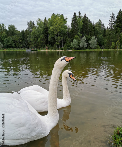 swan on the lake