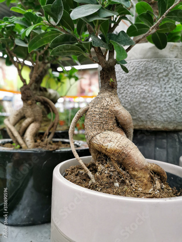 bonsai