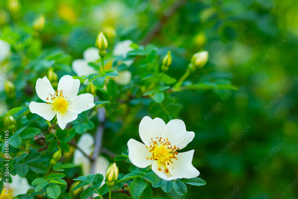 White dog rose. Rosa canina flowers with green leaves on a blurry background. Blooming wild white rose bush. White dog rose (Rosa canina) on a bokeh. Copy space White dog rose. Rosa canina flowers with green leaves on a blurry background. Blooming wild white rose bush. White dog rose (Rosa canina) on a bokeh. Copy space