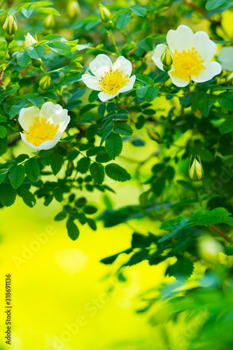 Fototapeta Naklejka Na Ścianę i Meble -  White dog rose. Rosa canina flowers with green leaves on a blurry background. Blooming wild white rose bush. White dog rose (Rosa canina) on a bokeh. Copy space
