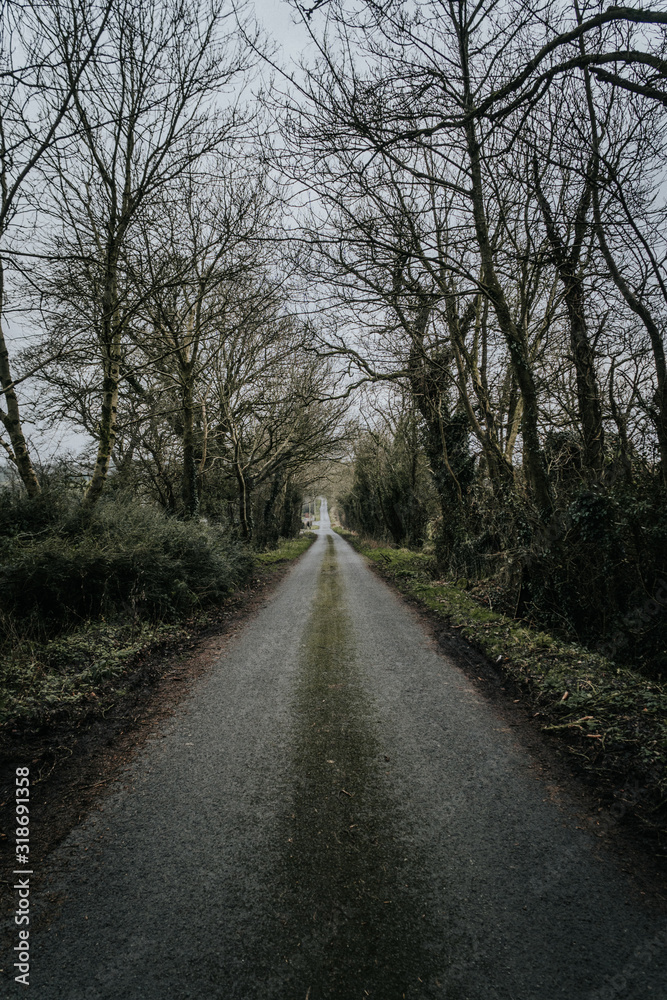 a lonely road with an overgrown roadside in trees a lonely road with an overgrown roadside in trees