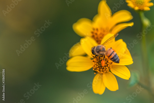 Bee working on yellow flower