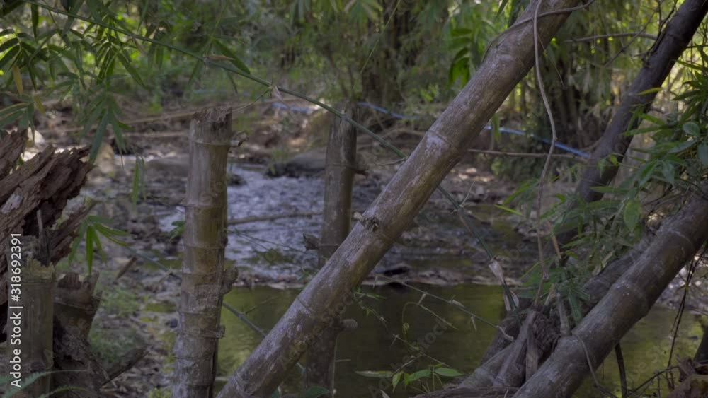 waterfalls and sounds Beside the waterfall there are bamboo trees.