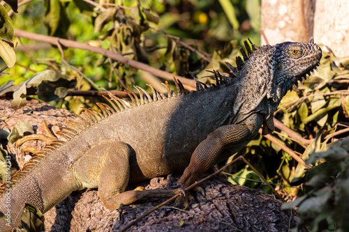 Common iguana  green iguana  striped iguana  sunbathing