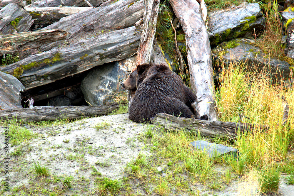Fototapeta premium Alaska Brown Bear