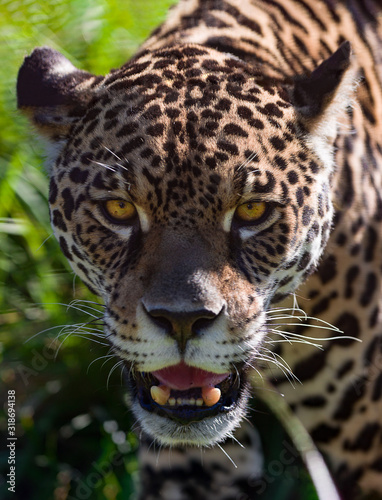 Canvas Print Portrait of a wild jaguar