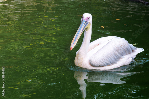 Pink large Pelican Pelecanus on the branches of fallen trees. Bird of the family Pelecanidae with a huge beak.