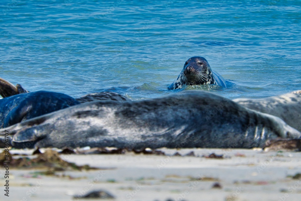 Fototapeta premium Grey seal on the beach of Heligoland - island Dune