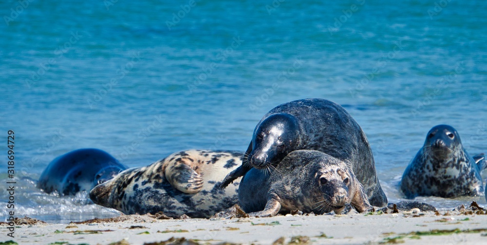 Fototapeta premium Grey seal on the beach of Heligoland - island Dune