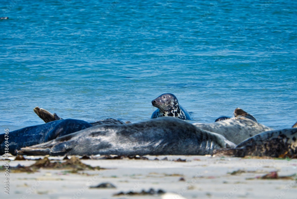 Obraz premium Grey seal on the beach of Heligoland - island Dune