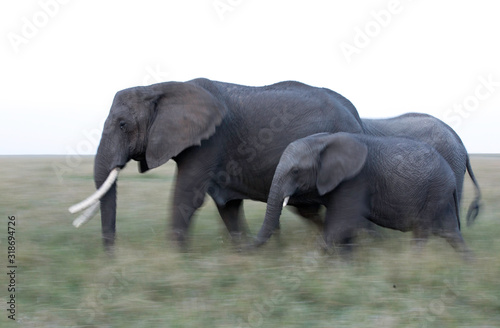 A panning technique of elephants walking  Masai Mara