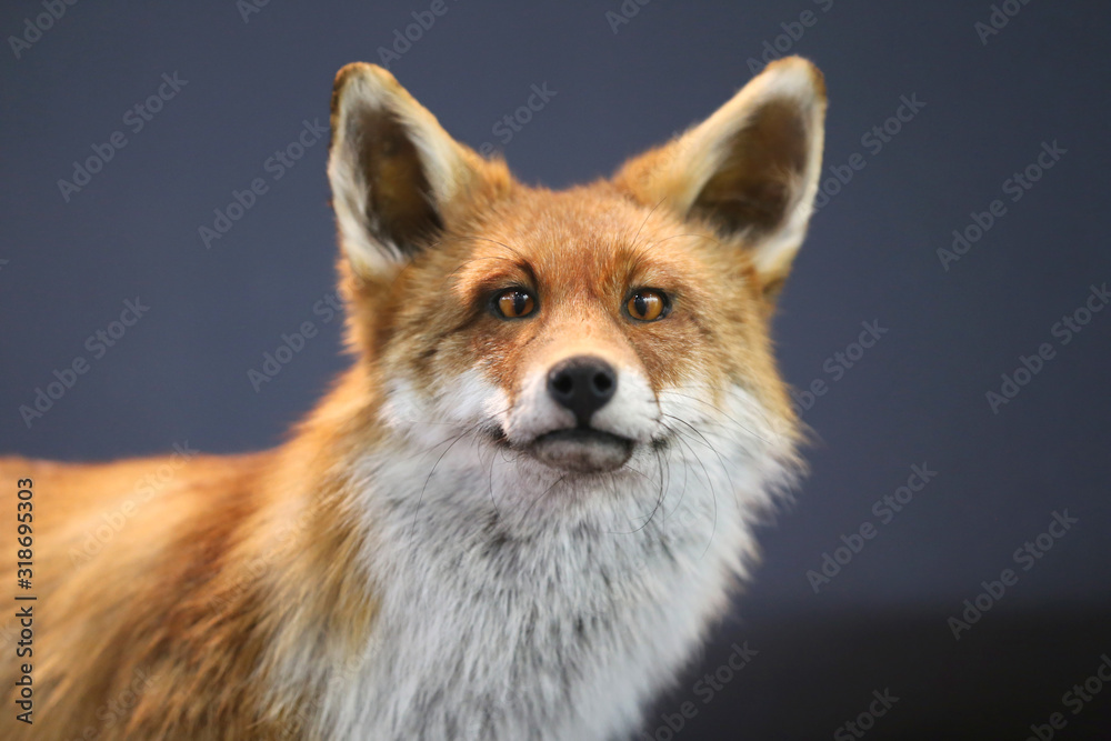 Red fox close portrait on black natural background