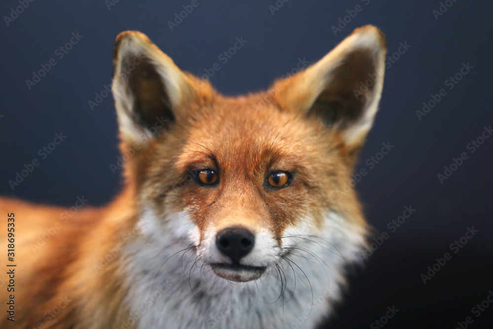Head shot portrait of wild fox isolated on black background Head shot portrait of wild fox isolated on black background