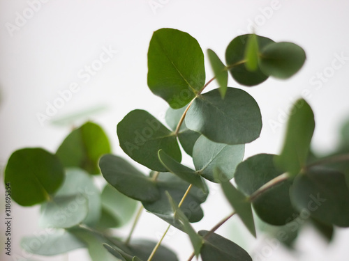 Eucalyptus branch and leaves, closeup