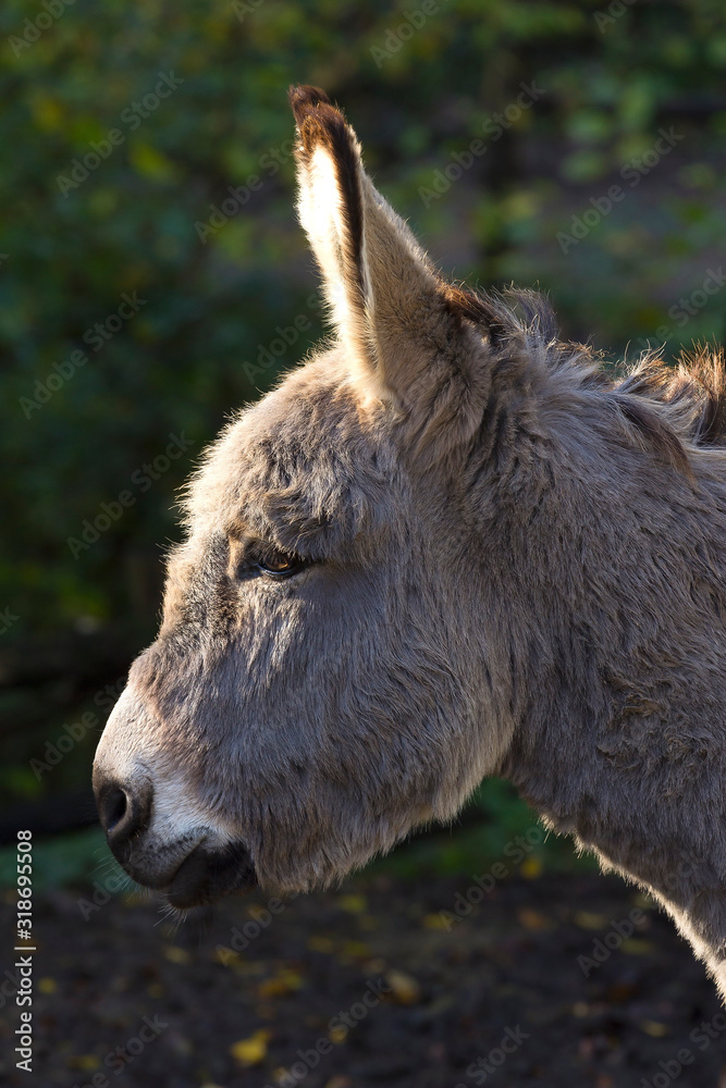 Fototapeta premium A portrait of a grey donkey.