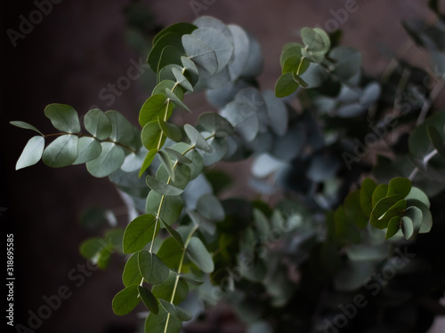 Eucalyptus branch and leaves, dark background