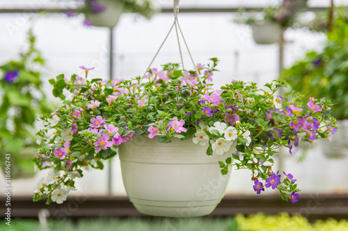 Wallpaper Mural Bacopa Sutera flower with multicolor blooms (white, blue, pink, purple) growing in a white pot Torontodigital.ca