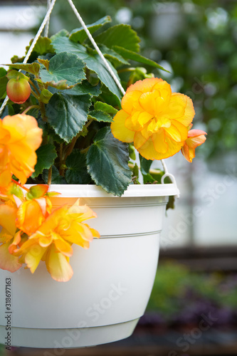 Wallpaper Mural Closeup of begonia plant in a white pot with beautiful big yellow flowers and dark green leaves, photographed in greenhouse, summer Torontodigital.ca
