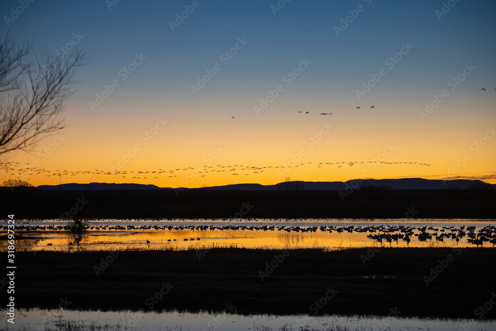 Snow Geese over water