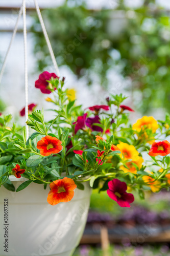 Wallpaper Mural Calibrachoa flower with orange, yellow, burgundia red flowers, growing in a white pot in greenhouse Torontodigital.ca