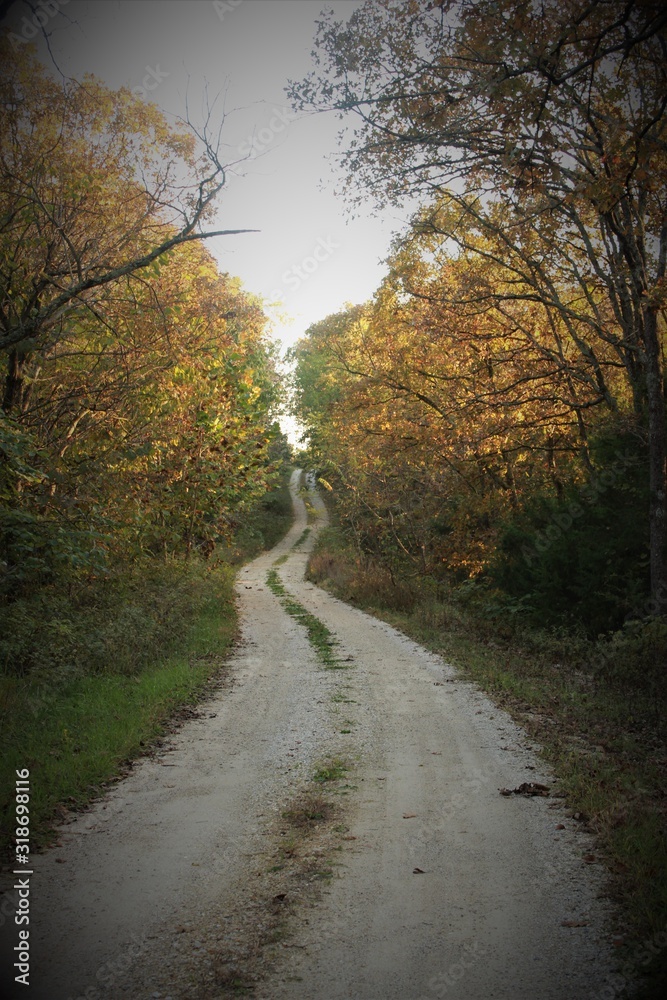 Obraz premium Path through the fall woods