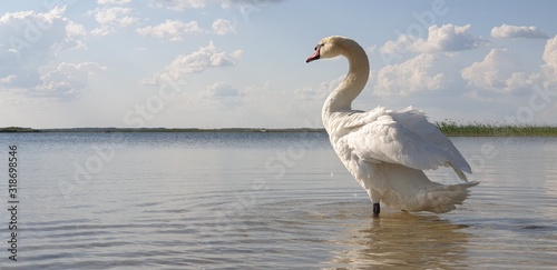 Beautiful white swan walks through the shallow