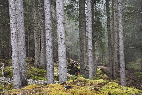 Fototapeta Naklejka Na Ścianę i Meble -  trees in the woods in autumn
