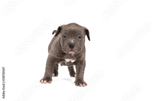 Purebred American Bully or Bulldog pup with blue and white fur standing looking at the camera isolated on a white background
