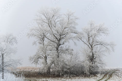 Wallpaper Mural Winter wonderland Torontodigital.ca