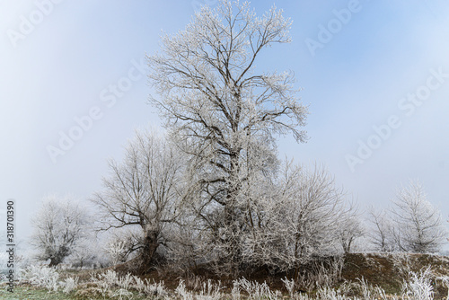 Wallpaper Mural Winter wonderland Torontodigital.ca