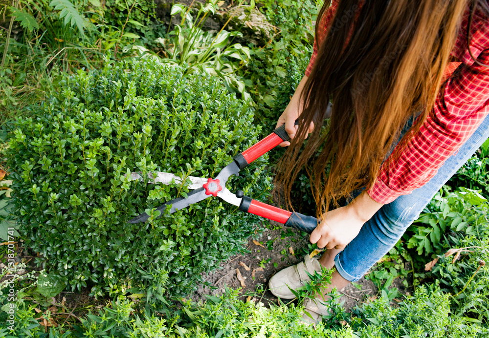 Naklejka premium Girl farmer holds cuts bushes with garden scissors 