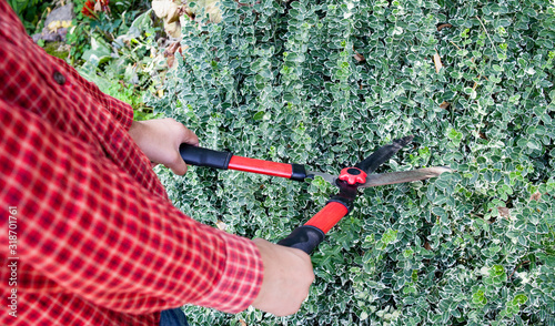 Girl farmer holds cuts bushes with garden scissors 