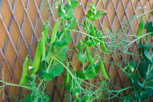 Green pods of organic heirloom sweet peas climbing up the trellis, lathyrus odoratus plant growing on a balcony as a part of urban gardening project, seen on a sunny summer day in Trento, Italy