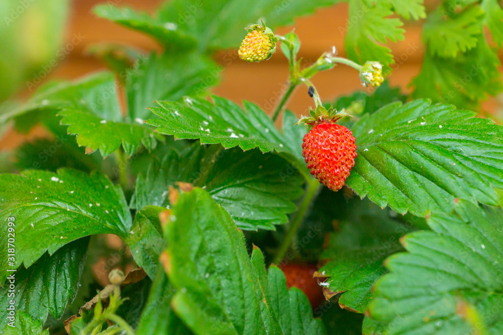 Organic ripe sweet red fruits of wild alpine strawberry plant growing in a ceramic pot on balcony as a part of urban gardening project as seen on a sunny summer day in Trento, Italy Organic ripe sweet red fruits of wild alpine strawberry plant growing in a ceramic pot on balcony as a part of urban gardening project as seen on a sunny summer day in Trento, Italy
