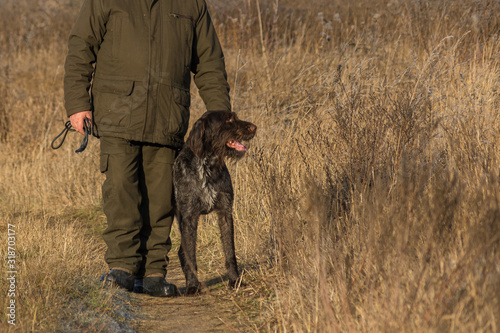 Portreit of German Wirehaired Pionter, deutsch drahthaar dog in outdoors.