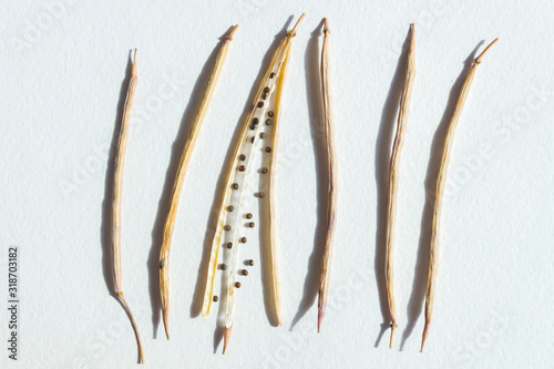 Harvested ripe black seeds of Kale from dried out pods of an edible flowering plant Brassica Oleracea grown in an urban garden on a balcony in Italy