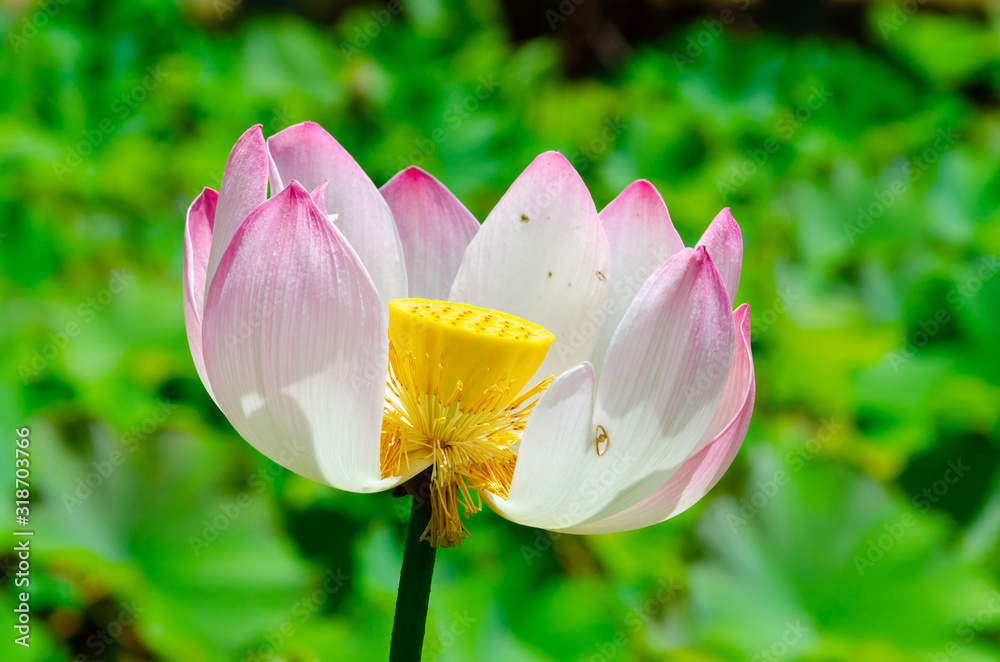 Fototapeta premium Close-up view of pink lotus bloom partly faded