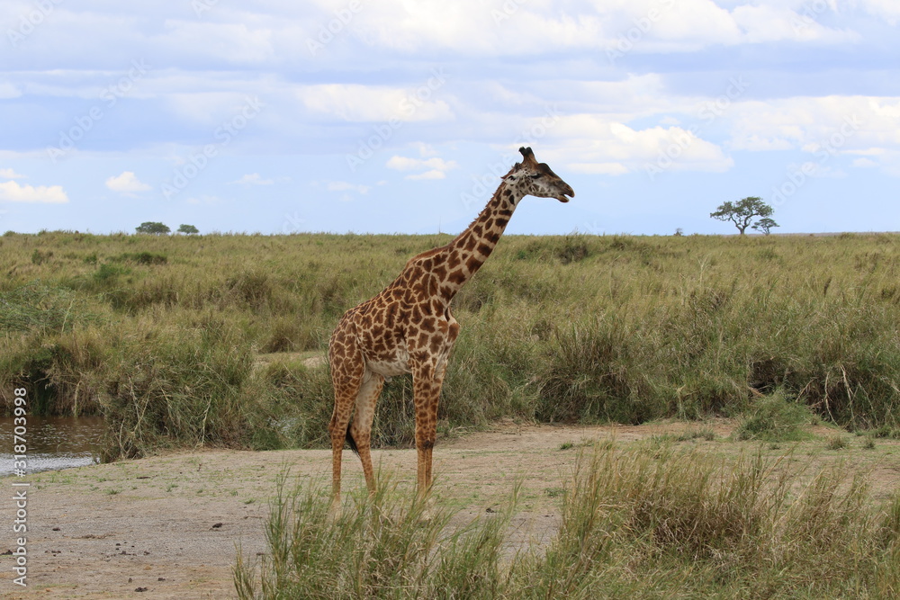 Obraz premium Giraffe alone, Landscape Serengeti, Tanzania