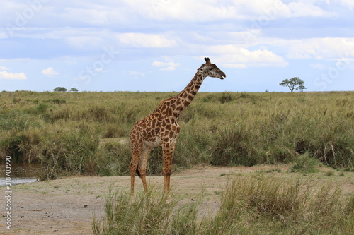 Giraffe alone  Landscape Serengeti  Tanzania