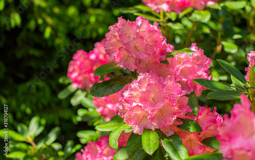 Pink flowers on a bush in summer. © Trygve