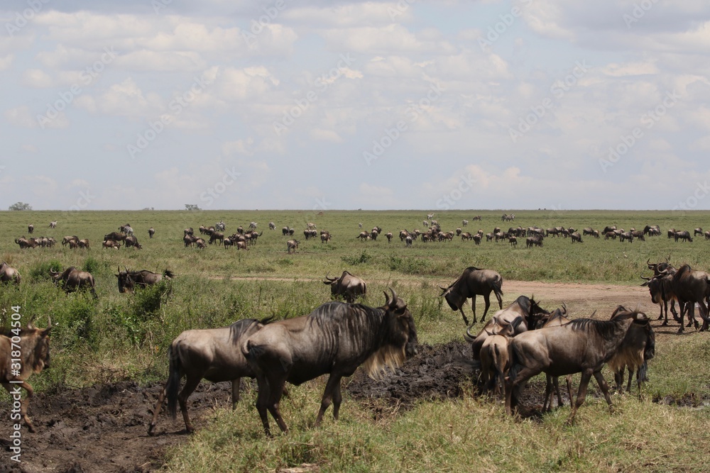 Great Migration Serengeti, Wildebeest and Zebras Great Migration Serengeti, Wildebeest and Zebras