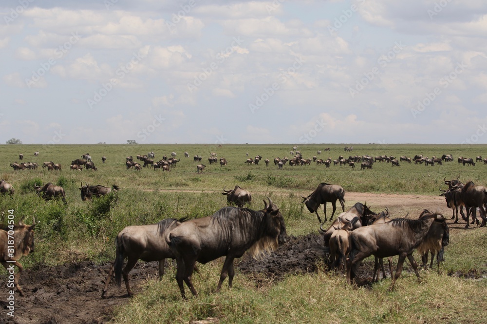 Great Migration Serengeti, Wildebeest and Zebras